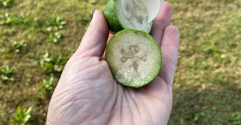 Il frutto della feijoa si taglia a metà e si gusta la sua polpa con un cucciaino.