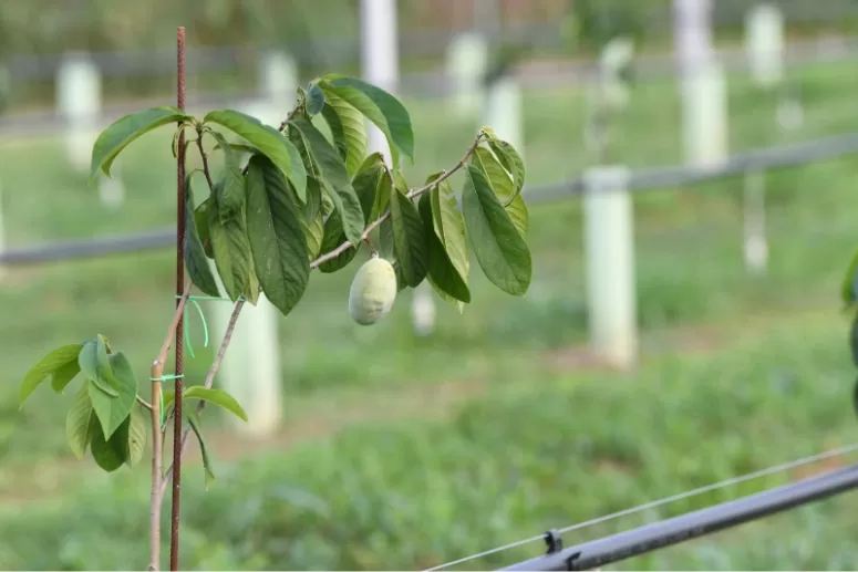 Agrierre Produzione Ecosostenibile di Verdura di Stagione a Bergamo