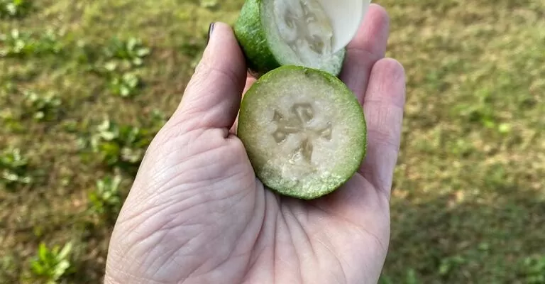Il frutto della feijoa si taglia a metà e si gusta la sua polpa con un cucciaino.