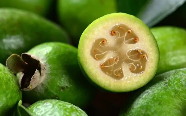 Altri usi della feijoa